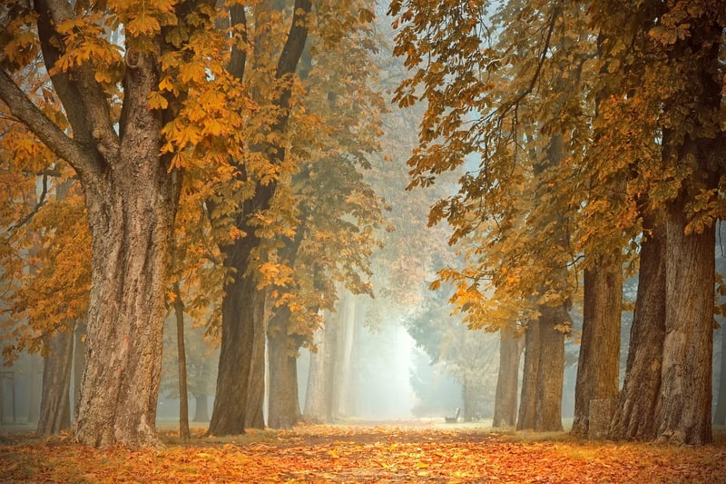 Tranquil Nature